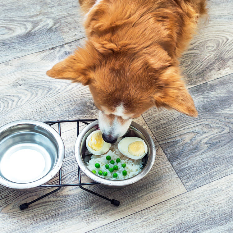 Dog at home, eating eggs, peas, and rice.