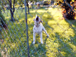 Dog barking outside in a yard.