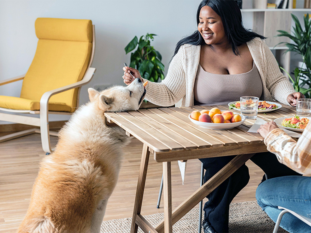 Woman having lunch with her large husky dog at home.