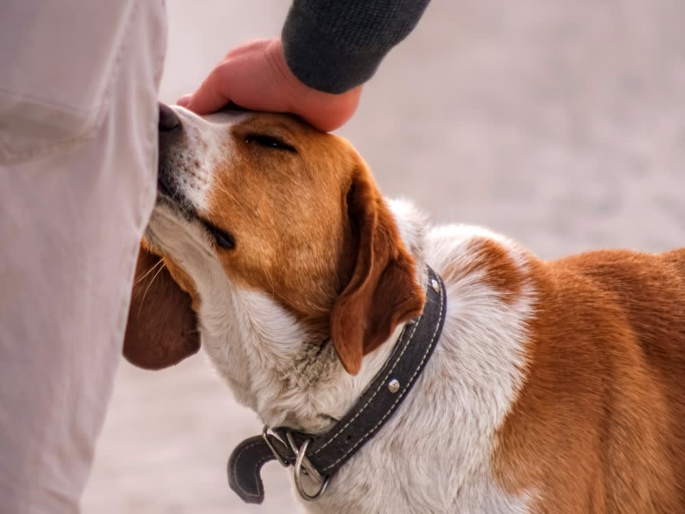 Dog sniffing person