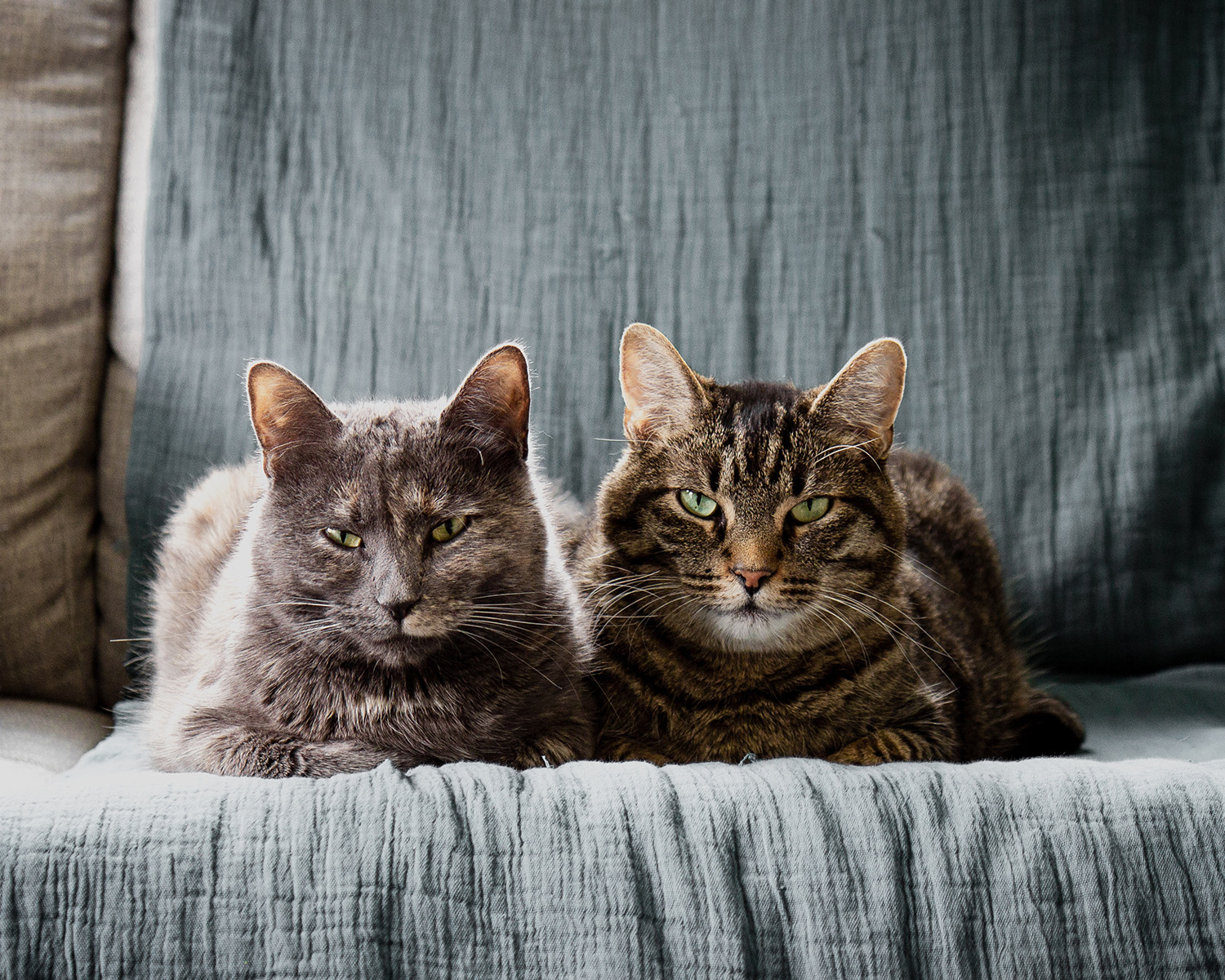 two cats on a blue sofa looking at the camera