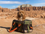 A dog in the desert modeling in a dog carrier bag. 