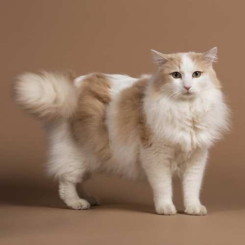turkish van cat