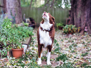 Brown and white dog barking outside in the back yard.