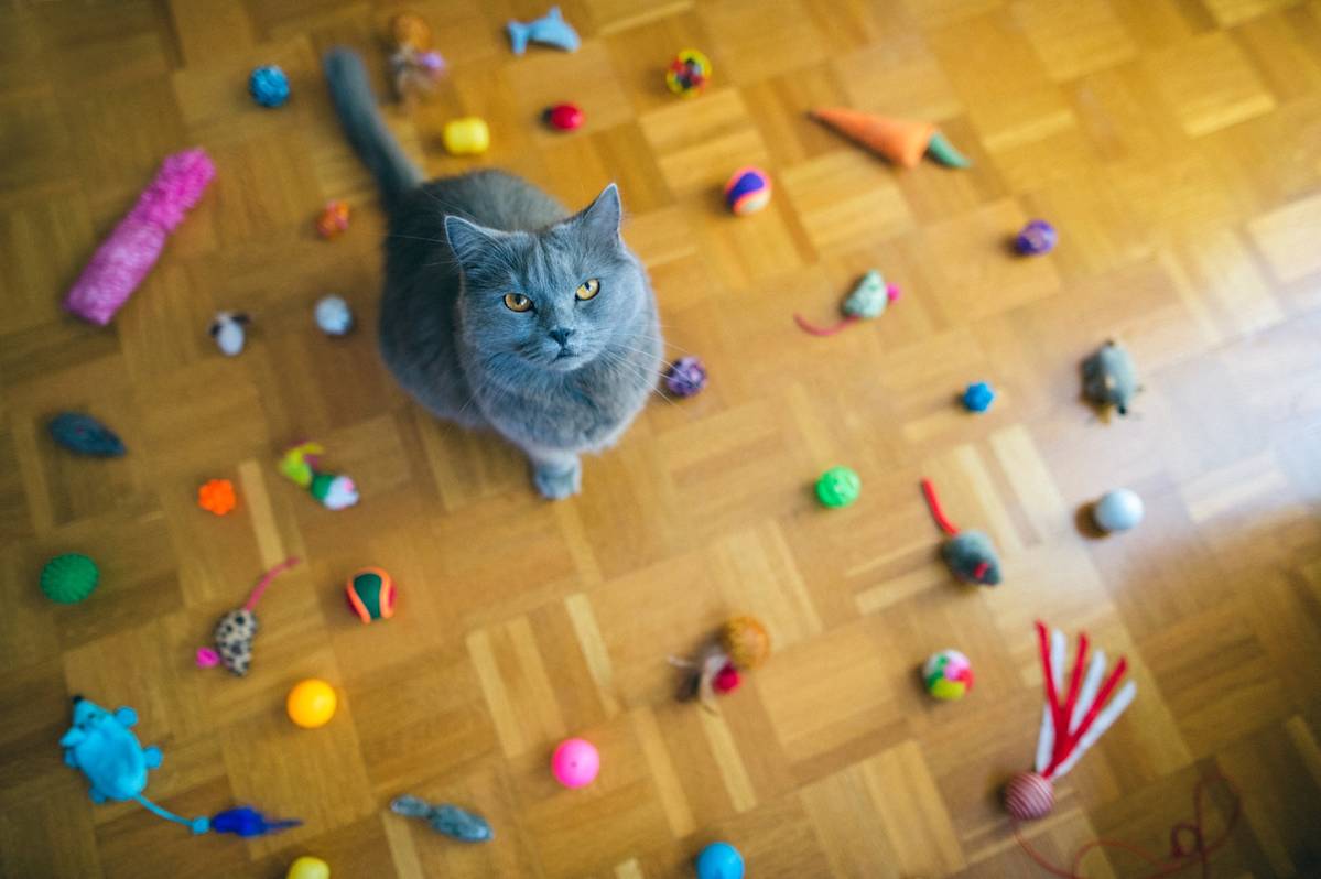 a picture of a grumpy grey cat surrounded by toys