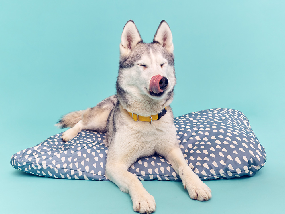 Husky on a blue Ikea dog bed cushion