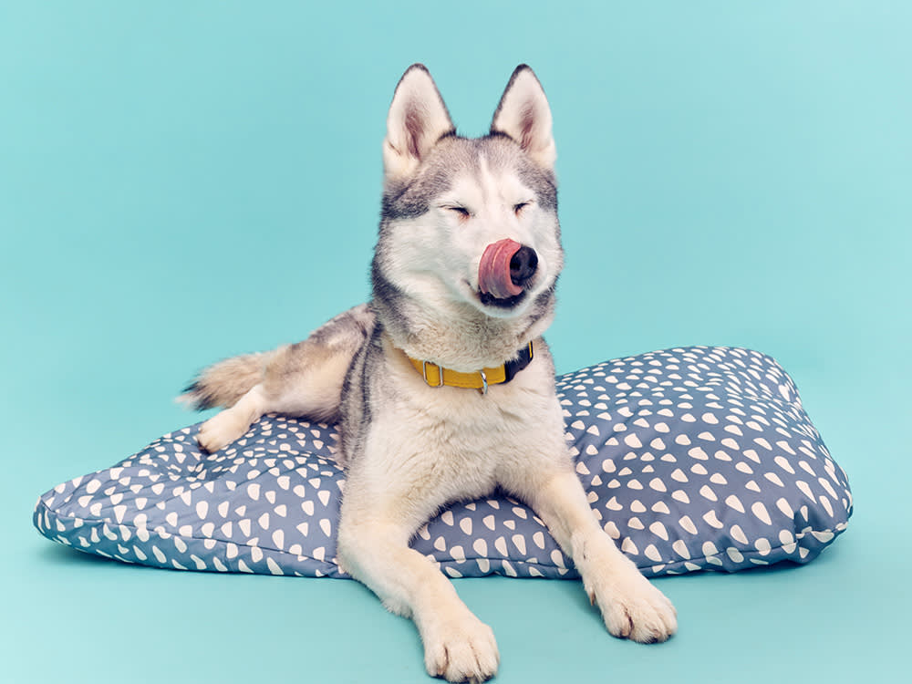 Husky on a blue Ikea dog bed cushion