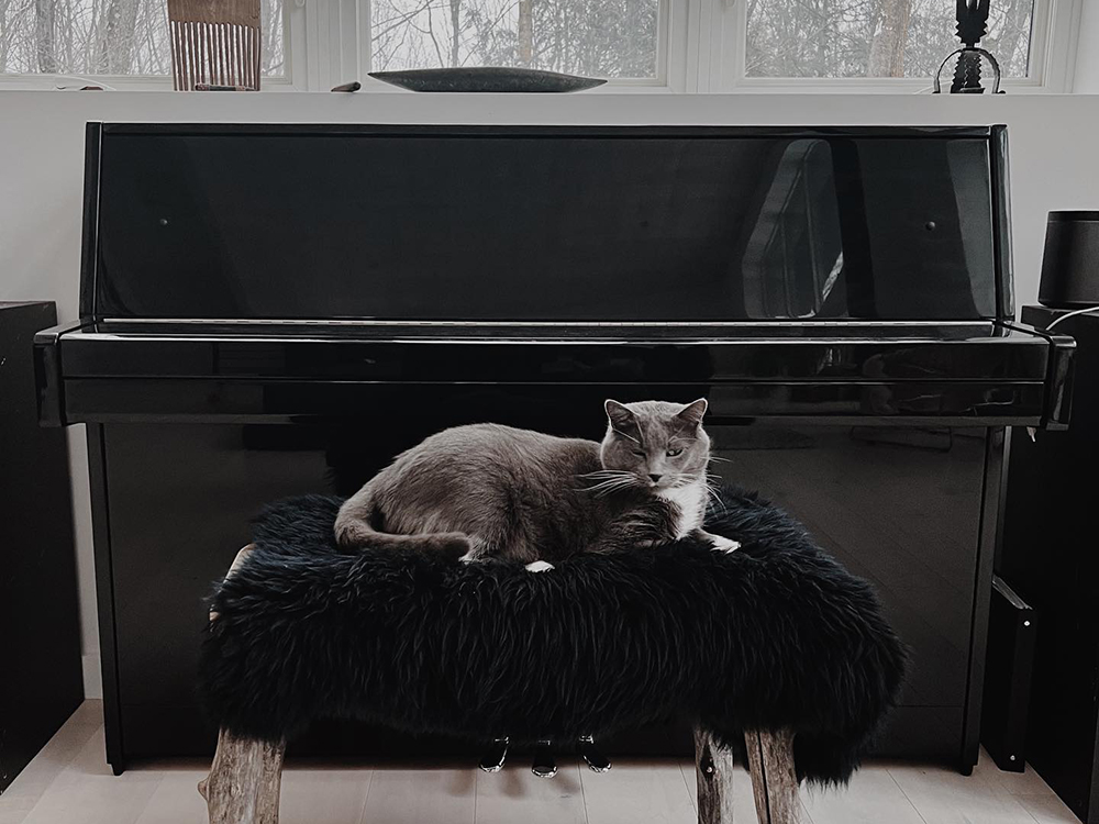 Zola Jesus's gray cat