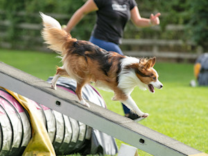 Woman doing agility training with her dog outside.
