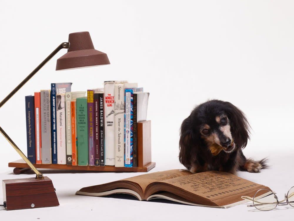 dog reading book