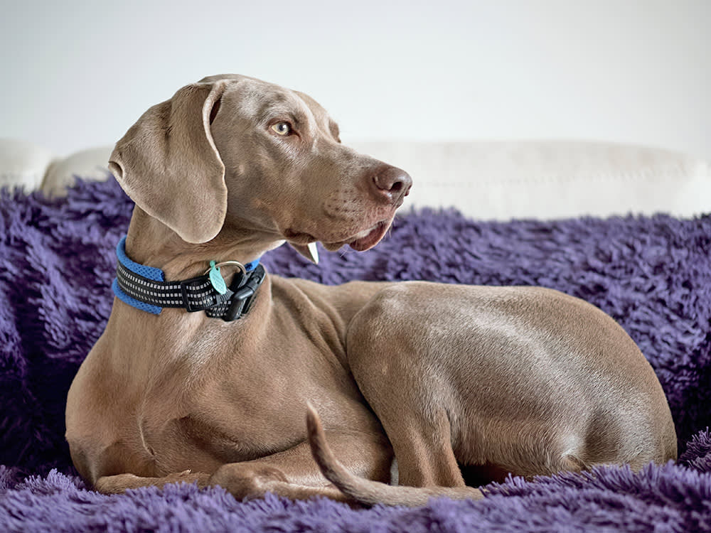 A gray dog sits upright, paws tucked under them, on a fluffy purple couch.
