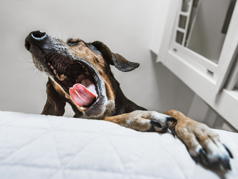 what causes a dry cough in dogs