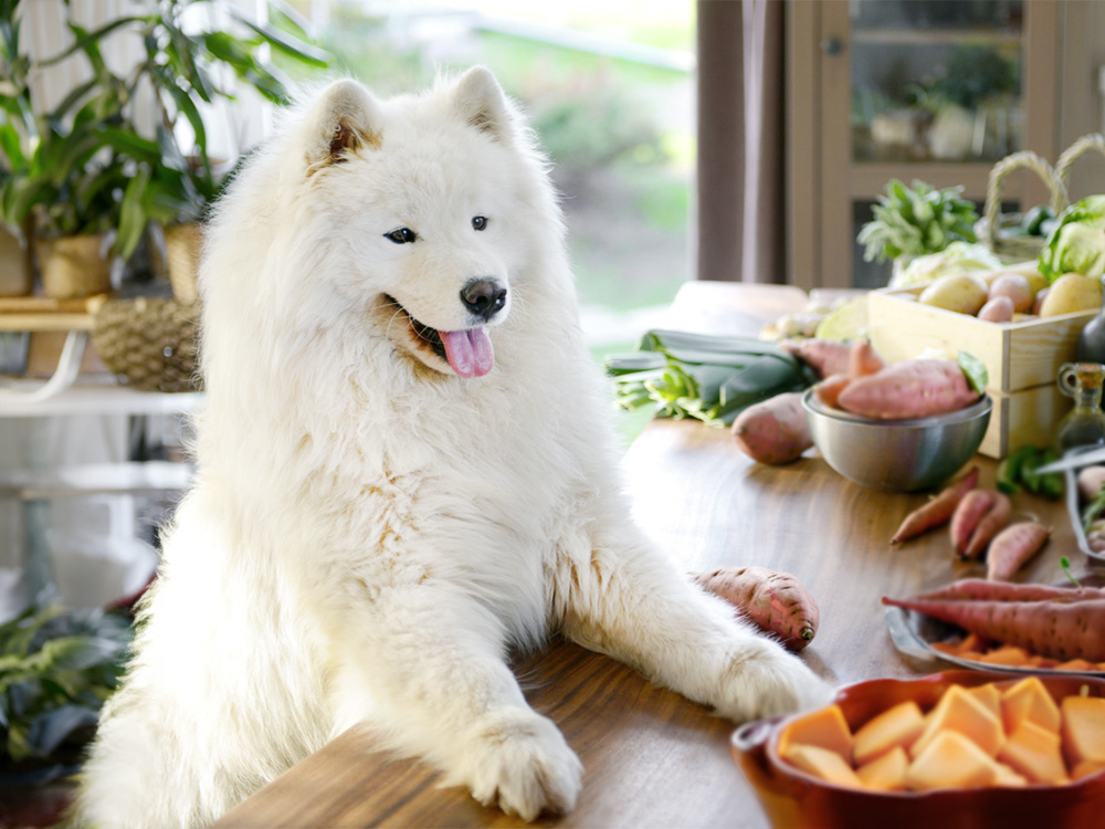 Samoyed dog in the kitchen surrounded by yams.