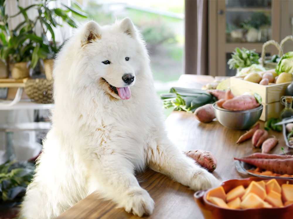 Samoyed dog in the kitchen surrounded by yams.