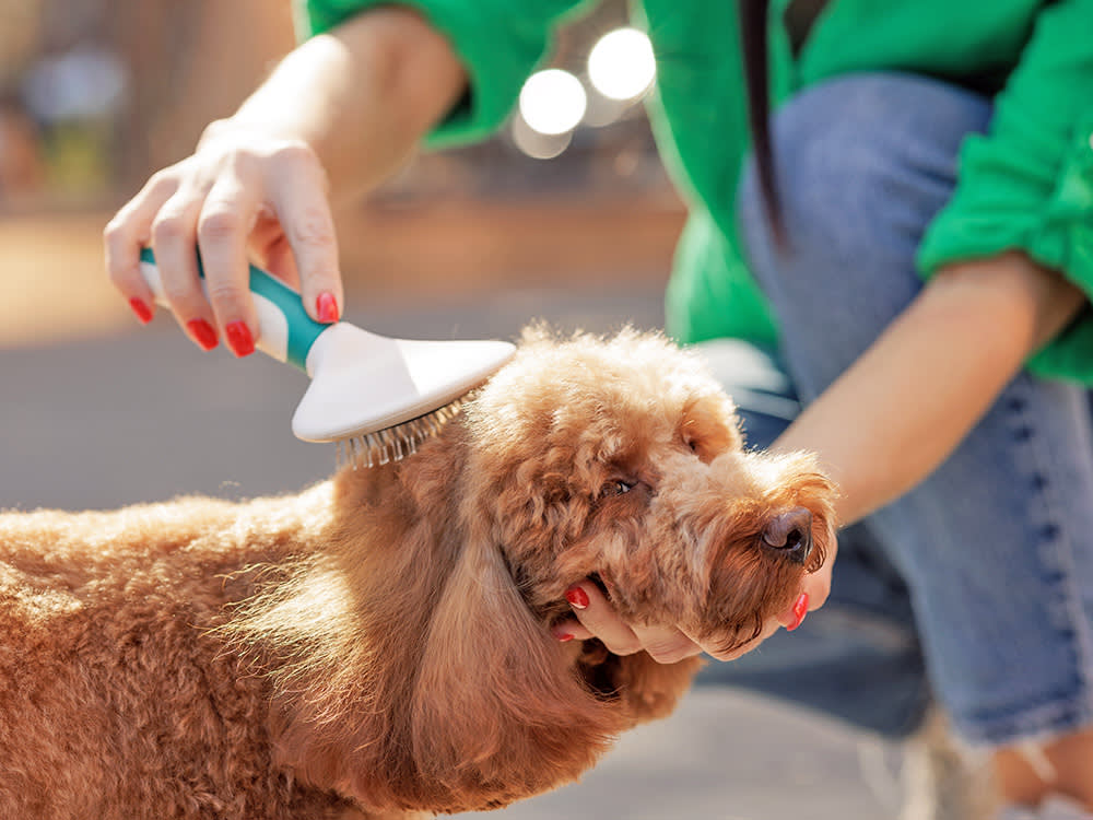 Woman brushing her dog outside.