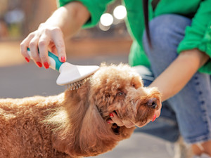Woman brushing her dog outside.