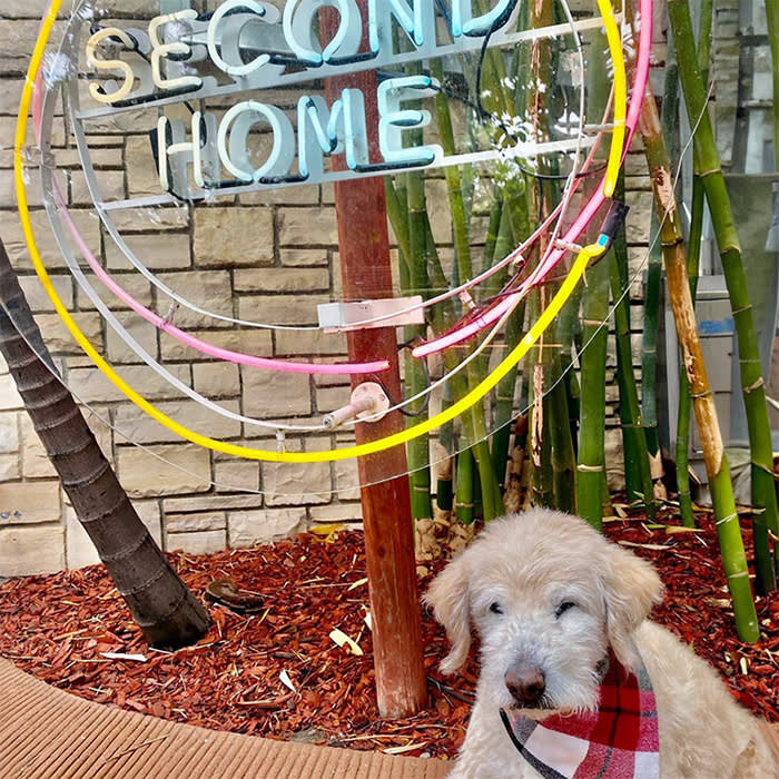 a dog poses at second home co-working