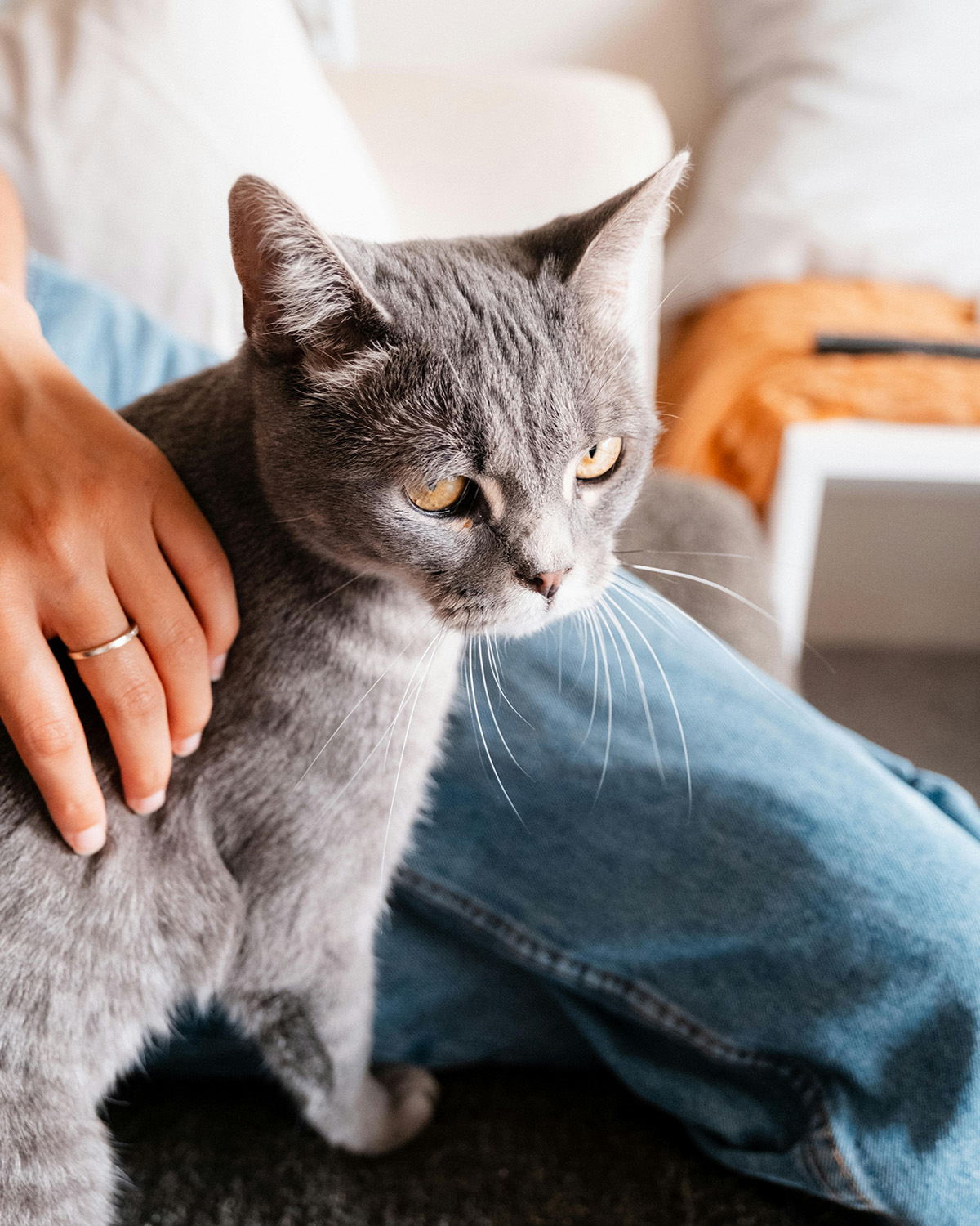cat cuddling human on a sofa