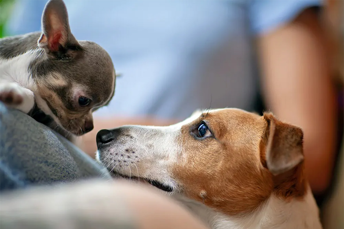 Two dogs looking at each other