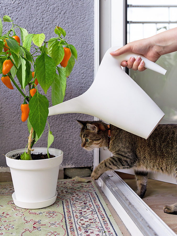 Curious cat watching as pet parent waters their pepper plant.