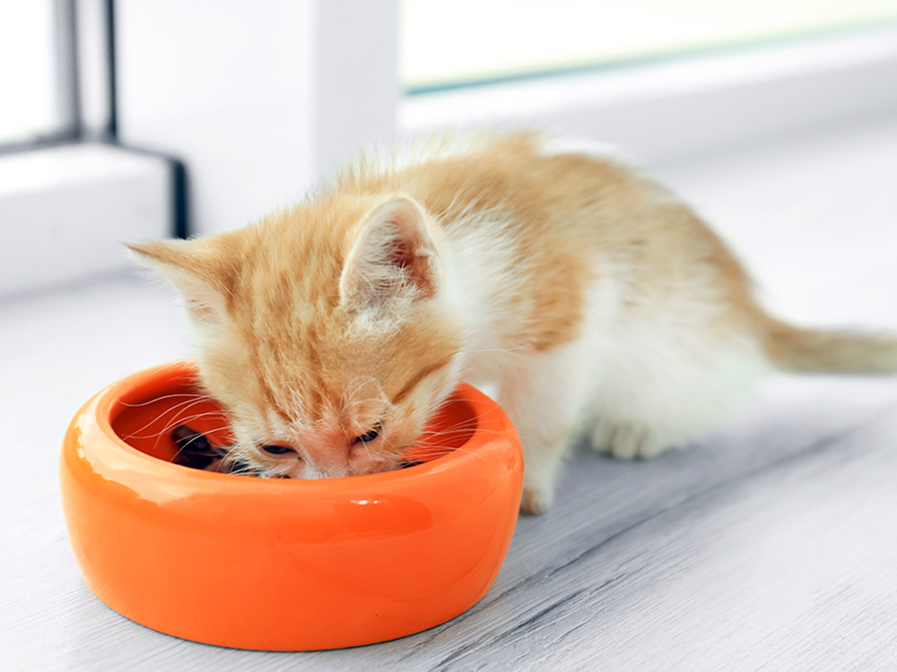 Small kitten eating food out of a bowl.