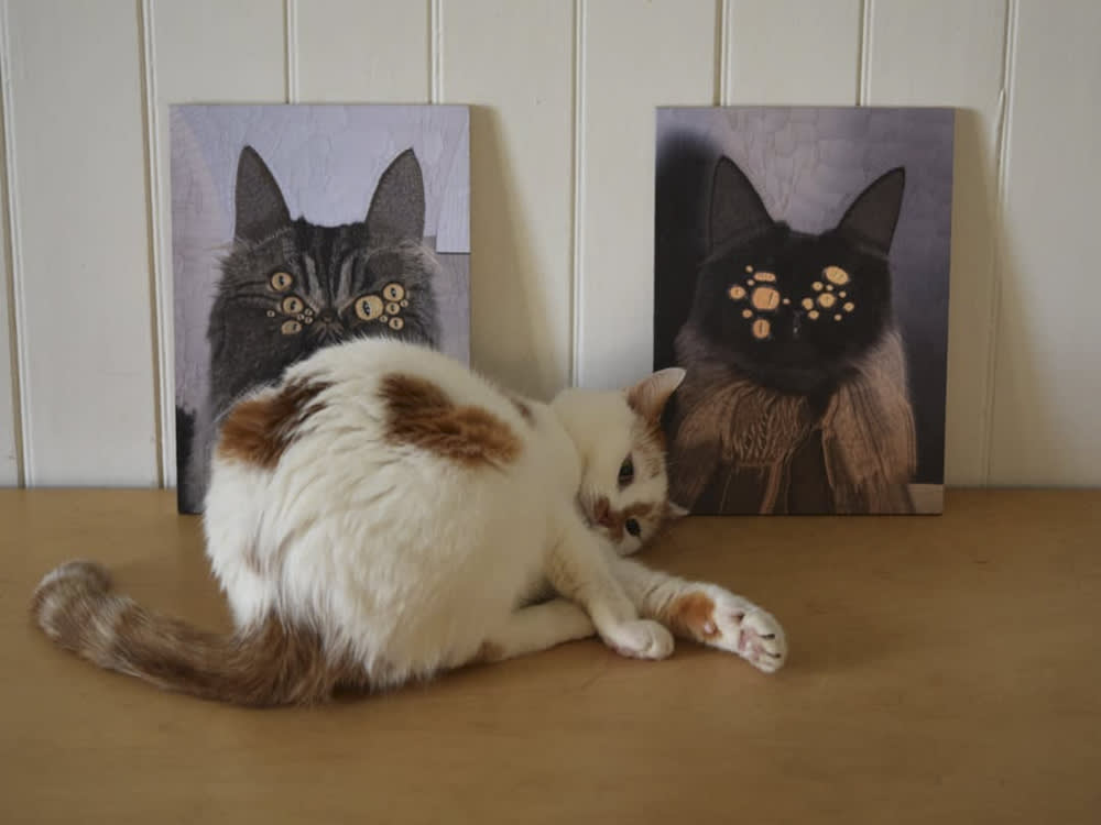 cat with collages of cats