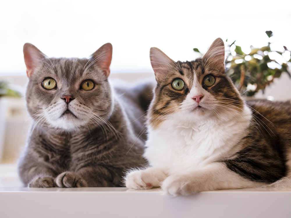 Male and female cat lying side by side.