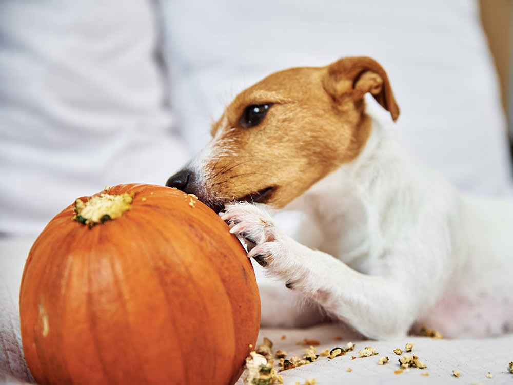 jack russell terrier dog gnawing on pumpkin