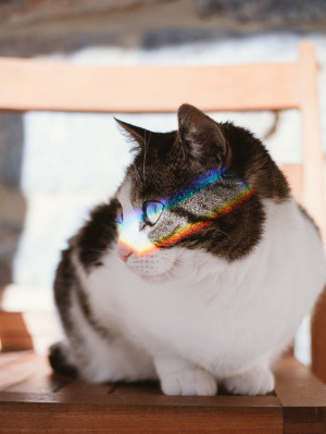 Brown and White Cat With Rainbow Across Her Eyes.