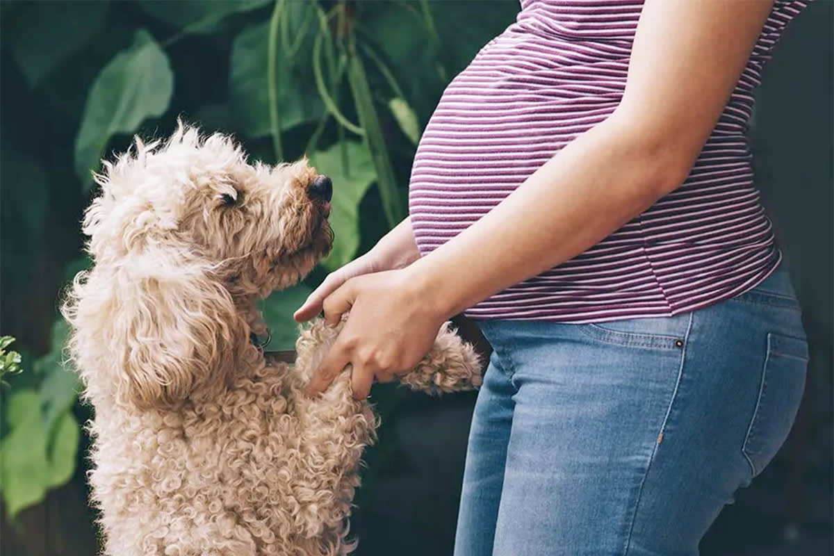 Dog with a pregnant woman