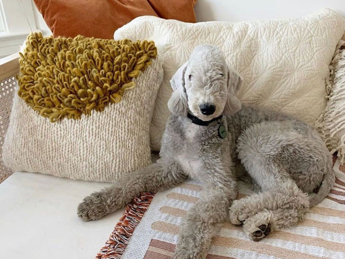 gray dog next to pillows