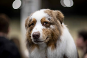 a close up picture of an australian shepherd