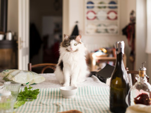 cat staring at person on table