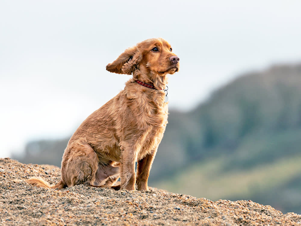 A brown dog sits in a mountain range.