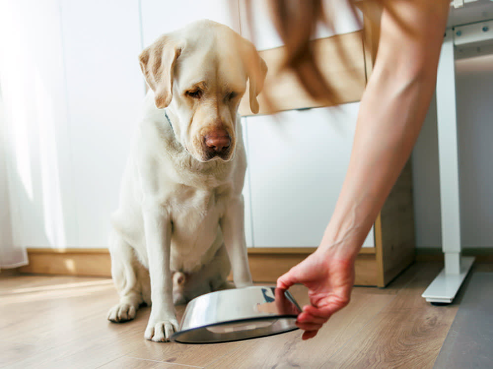 a dog looks down at their food bowl while being fed