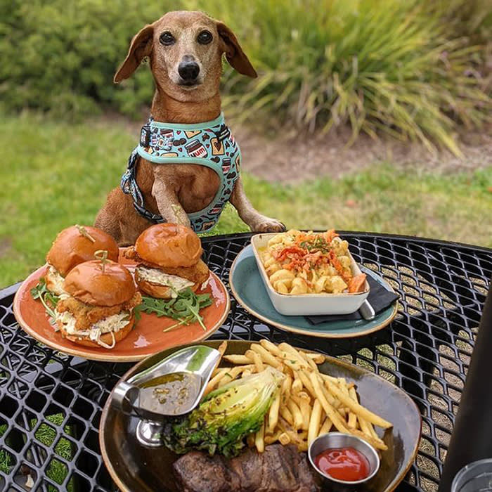 a small brown dog at an outdoor table with food