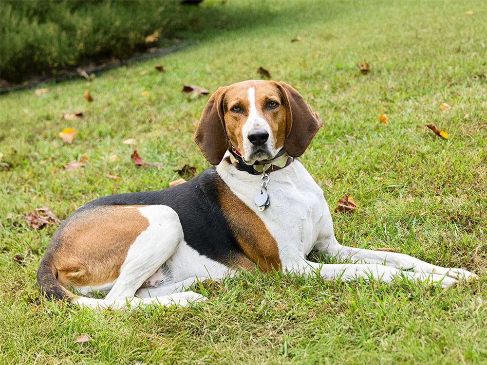 A dog lies on a bed of grass and leaves.