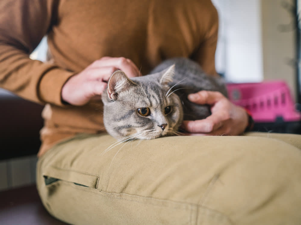 subdued grey cat sits on pet parents lap