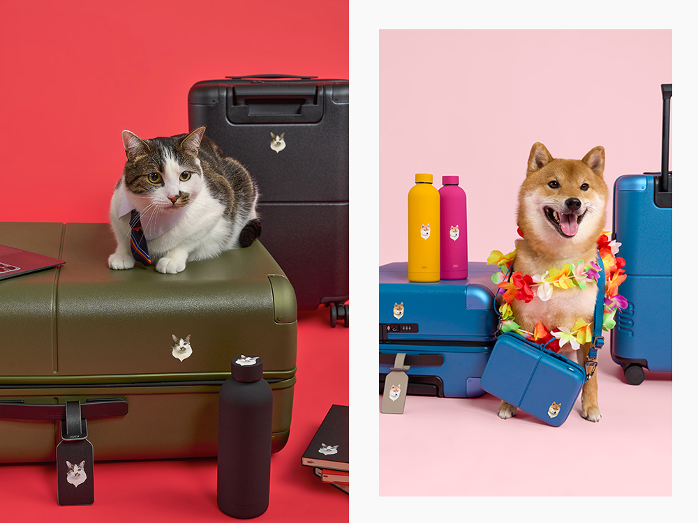 Luggage dog clearance