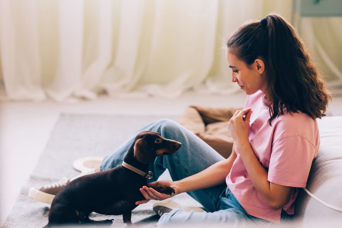 a woman with thick brown hair in a ponytail teaches a daschund a trick