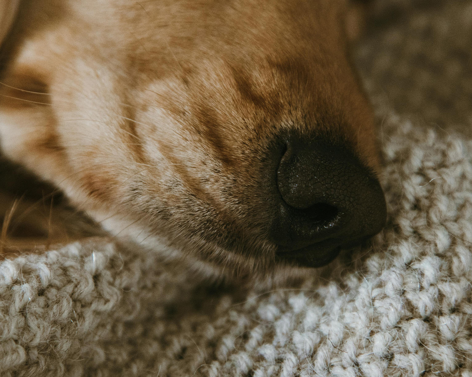 close up of a dog's nose on a blanket