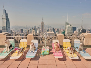 dogs sunbathing on top of 30 Rock Plaza