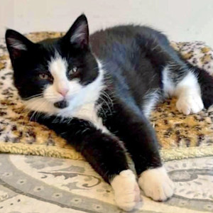 A tuxedo cat has been identified as the cause of a flood at the Purrfect Bean, forcing the cat cafe to close for the time being.