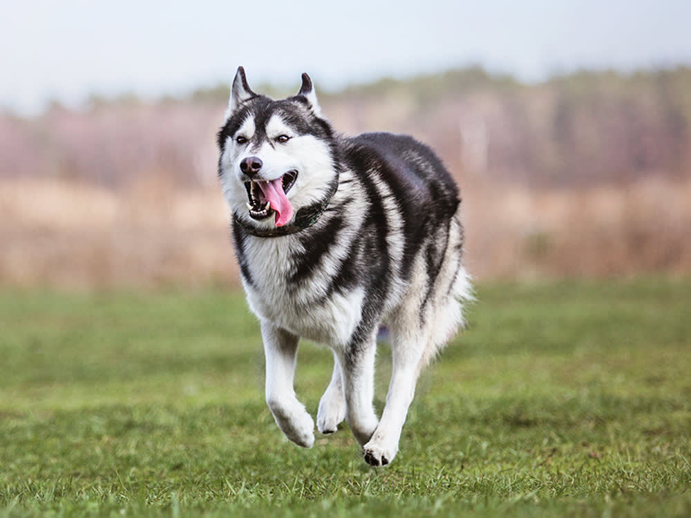 Siberian Husky running
