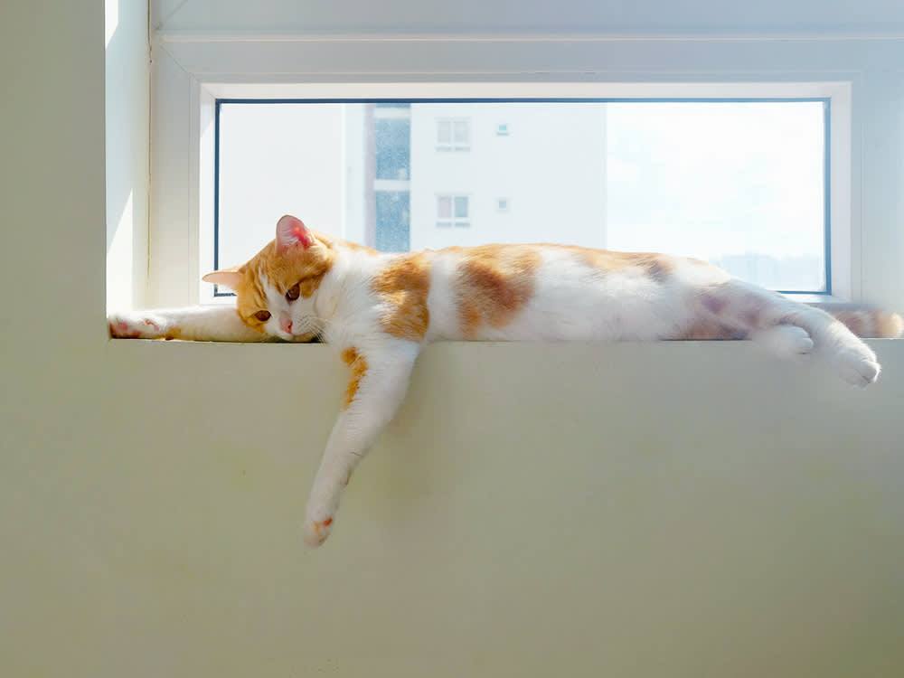 cat lying on windowsill looking sad