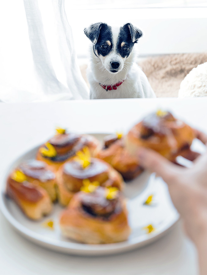 Dog staring at cinnamon rolls on the table.