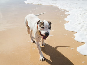 A dog walking on a Florida beach. 