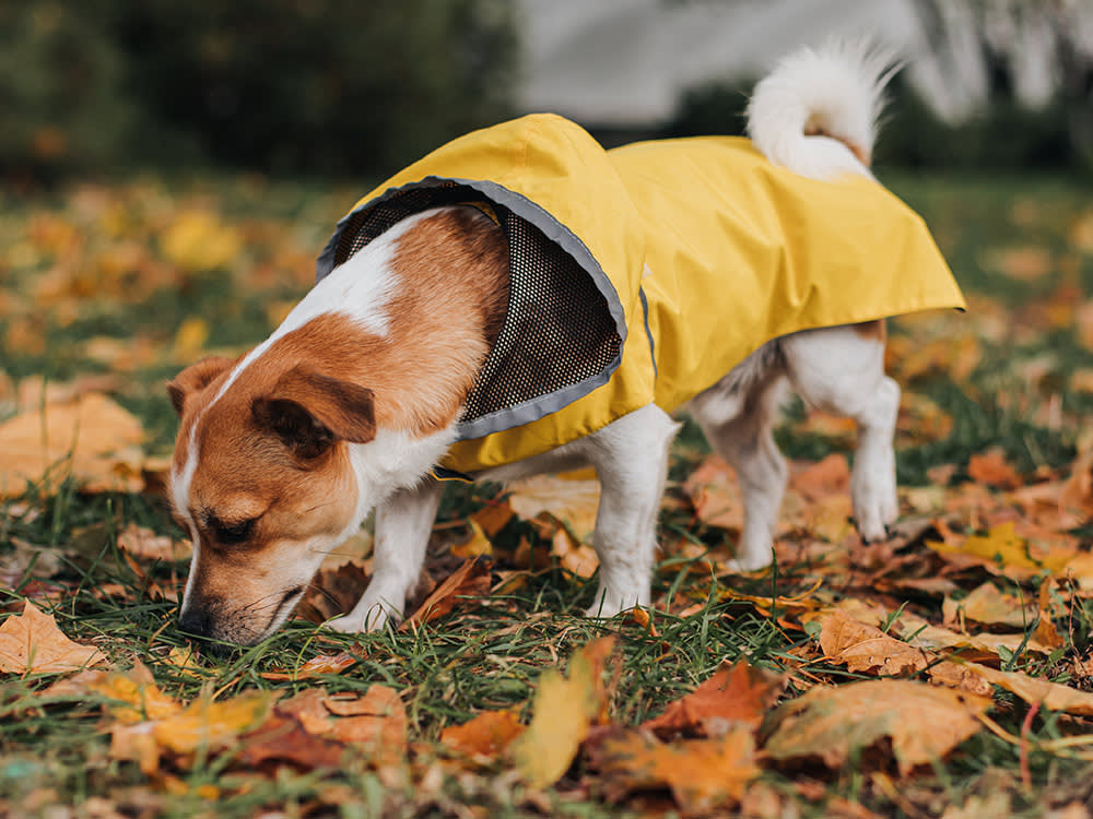 Jack Russell Terrier in a yellow raincoat walks through the autumn park. 