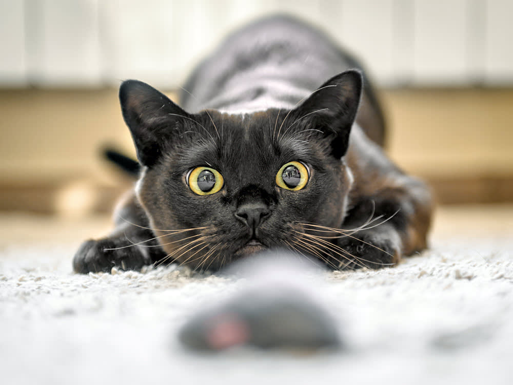 a cat hunting a toy mouse