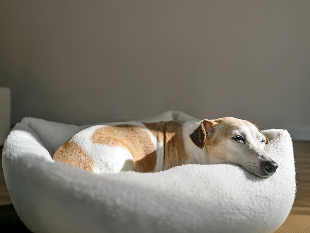 Dog sleeping in its bed during the day at home.